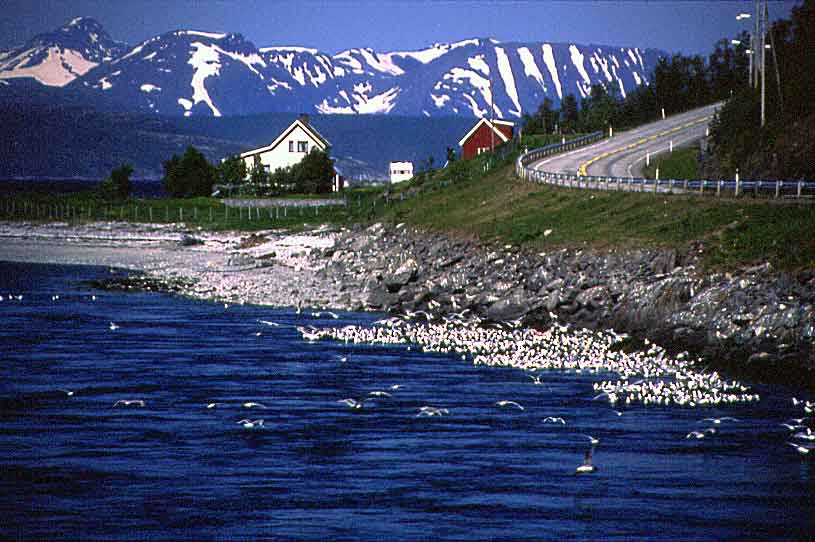 N865 Straumfjorden